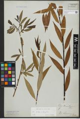 Foto von Salix alba L. x Salix fragilis L.